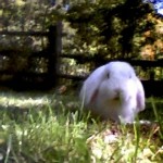Moby Bunny,transient occupant of Rancho Pinkwater.