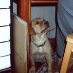 Maxine 2 as a youngster.
