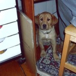 Maxine 2 as a youngster.