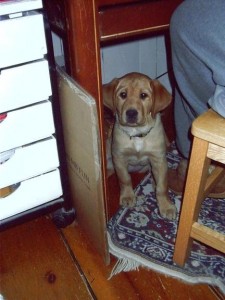 Maxine 2 as a youngster.