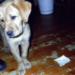 Maxine 2 as a youngster.