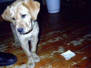 Maxine 2 as a youngster.