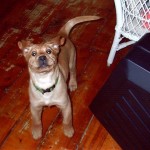Maxine 2, quite the eager young pup!