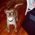 Maxine 2, quite the eager young pup!